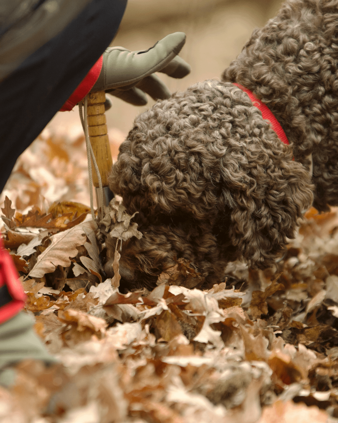 Truffle hunting experience
